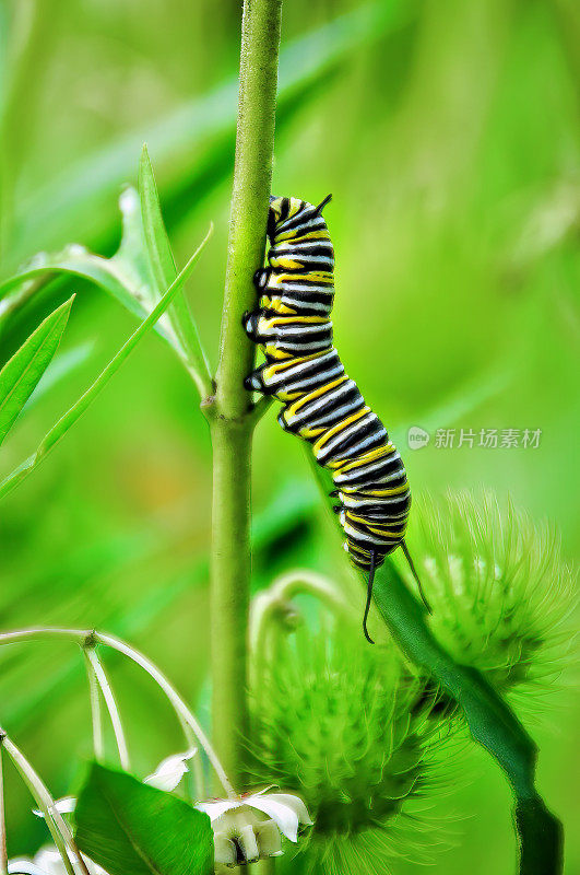 帝王蝶毛虫(Danaus plexippus)